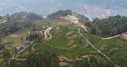 关于阳春三月，2021年的早春茶部分地区开始迎来了采摘的最新信息(6)