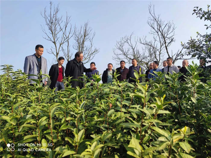 有关于安徽：太湖县寺前镇成功举办第五届茶叶发展论坛的新闻(9)