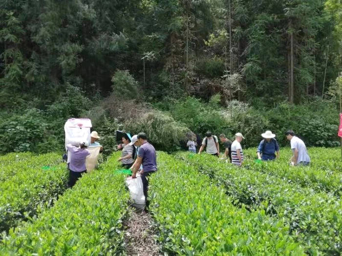 关于紫阳县狠抓夏季茶园管理，强化组织生产延链促增收的新闻(7)