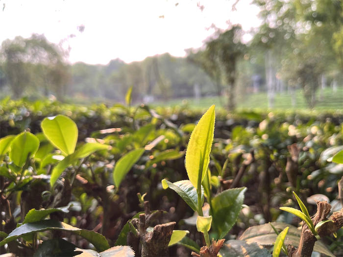 关于襄阳：加强茶产业链建设 带动茶农增收致富的最新资讯