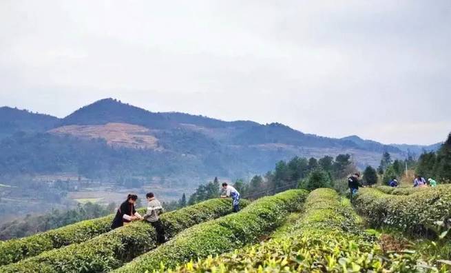 有关于石阡县30多万亩苔茶园生机盎然 正是茶叶采摘好时节的资讯(5)