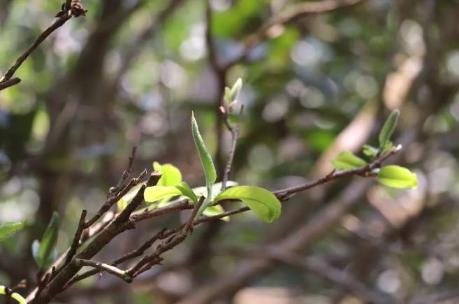 有关于普洱市：思茅区思茅港镇召开茨竹林村老安寨古茶首届春茶开采节的最新消息(4)