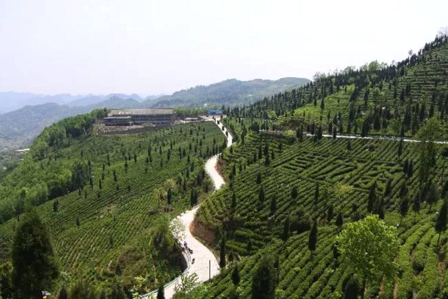 有关于茶园剪影 又是一年采茶季 春色满园盼君来的最新资讯(31)