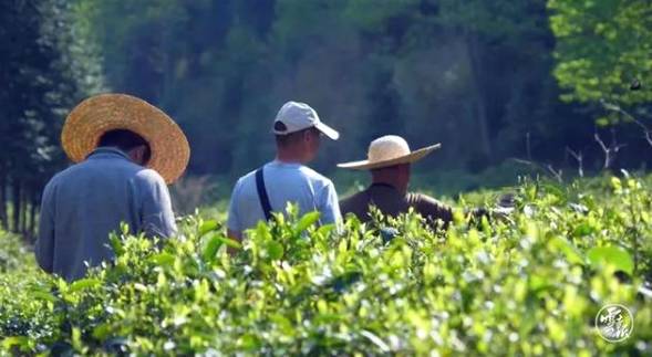 有关于云南各地春茶开采 一片茶叶成就一个绿色产业的最新信息(20)