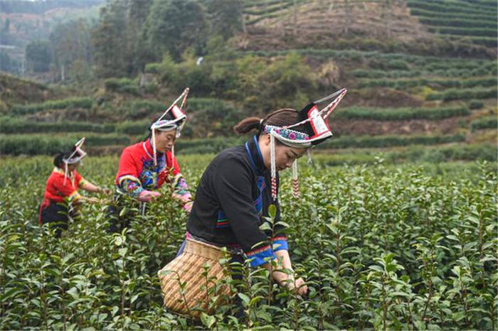 有关于春茶到！浙江几十个产茶区县春茶陆续开采的热门资讯(2)