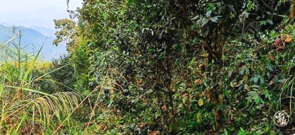 有关于云南各地春茶开采 一片茶叶成就一个绿色产业的最新信息(4)