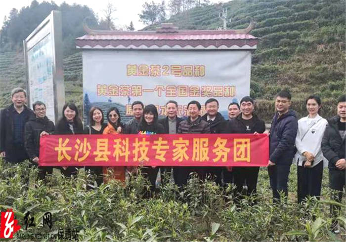 有关于湖南：长沙县科技专家服务团来保靖考察保靖黄金茶产业的热门资讯
