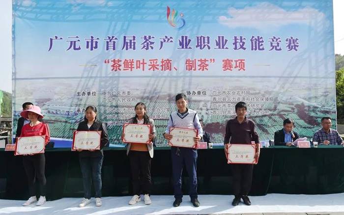有关于广元市首届茶产业职业技能竞赛采茶与制茶比赛成功举办的新闻(9)