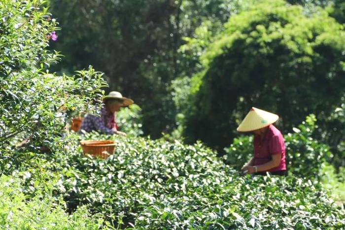 有关于2020年广东省茶叶产销形势分析报告出炉的信息(4)