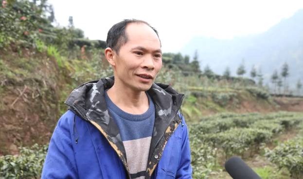 有关于兴隆乡大田村：阳春三月好风光 群众山上采茶忙的最新消息(7)