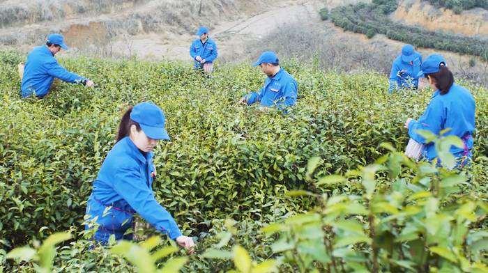 关于河南省光山县全国有机农产品（茶）基地：茶园到茶杯，皆为这一品的热门新闻(7)