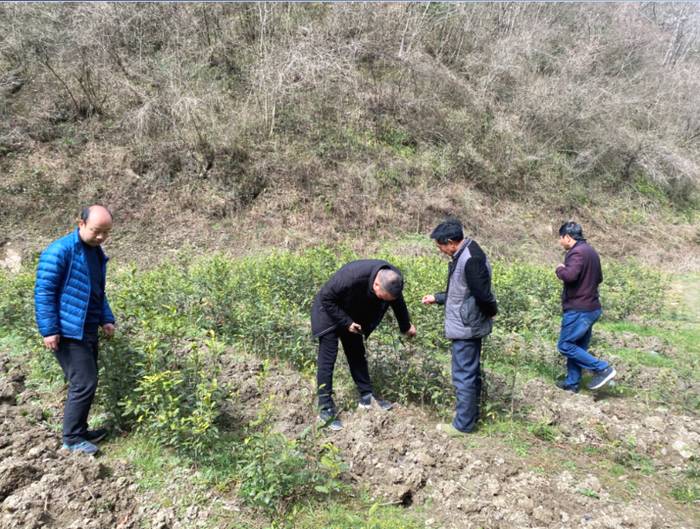 关于汉中勉县：扎实开展技术服务，确保春茶生产顺利的最新消息(1)