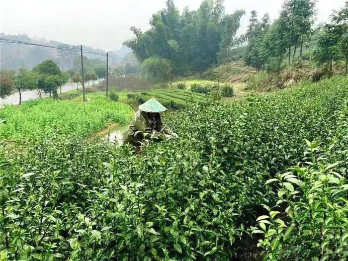 有关于最是一年春好处,浙江武义茶农忙采“清明茶”的资讯