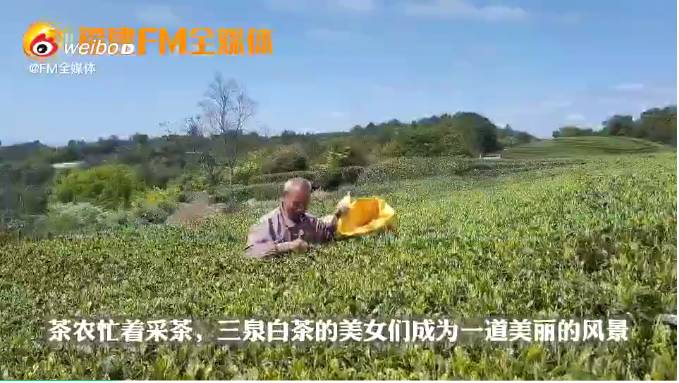 有关于福建FM全媒体记者镜头下的福鼎白茶产业的最新资讯(3)