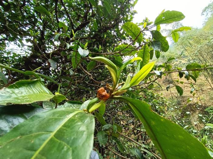 有关于普洱古树春茶发芽简报：大户赛茶园发芽良好，过几天就可以采摘了的热门新闻(4)