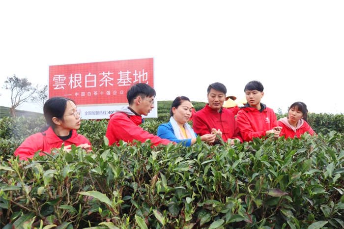 有关于福建政和白茶开采!产业发展拓宽农民增收路的热门消息(6)