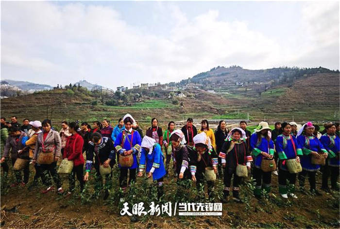 关于贵州普安召开全县茶产业带建设现场推进会的消息