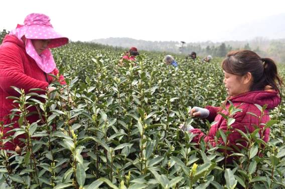 关于春茶季 100多名茶农正在巢湖坝镇茶山忙碌采摘作业的热门新闻(1)
