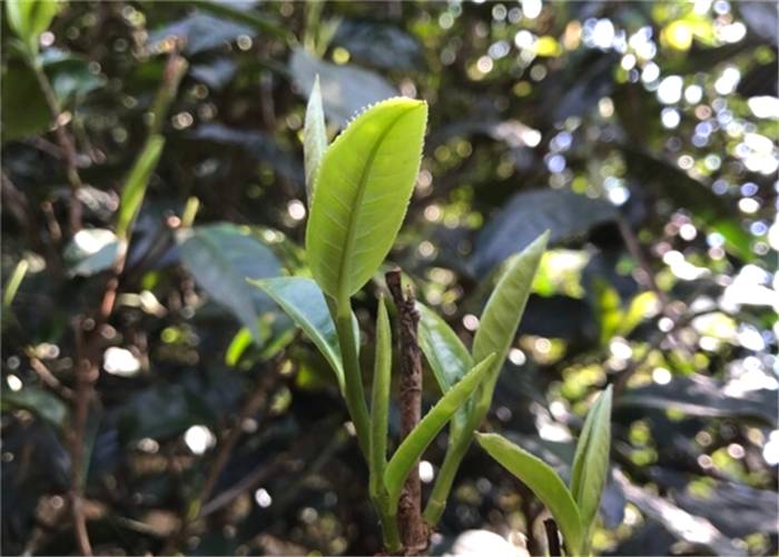 有关于中国云南普洱茶马古道旅游景区项目可行性研究报告案例的新闻