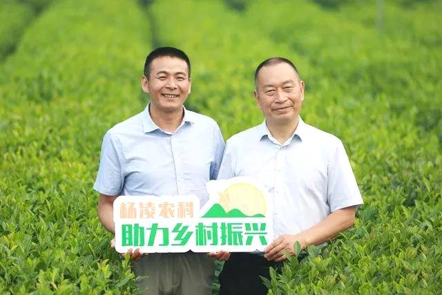 关于西农大茶叶试验站成陕西茶产业技术孵化器 联企联农兴茶促增收的热门资讯(1)