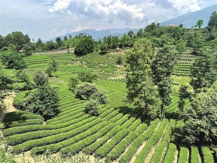 有关于因茶兴业 因茶致富——西乡县茶叶产业发展综述的最新信息