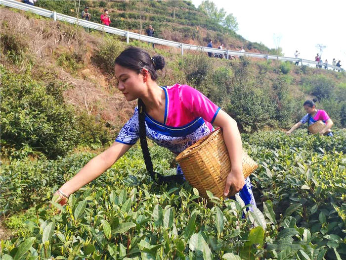 有关于江西遂川：采茶姑娘是茶园内一道靓丽的风景线的新闻(3)
