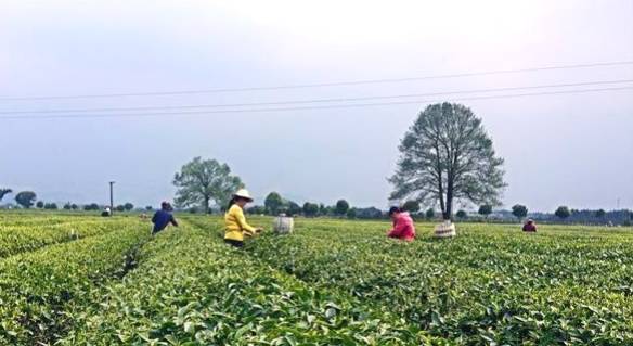 关于金井茶业春茶提前20天采 茶园预增产10%以上的热门新闻