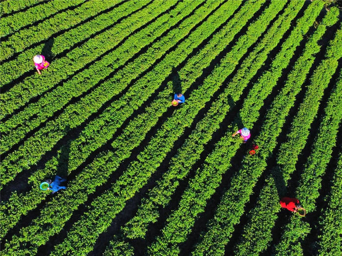关于湖北恩施：茶企入驻！落都村茶叶终于有了销路的最新消息