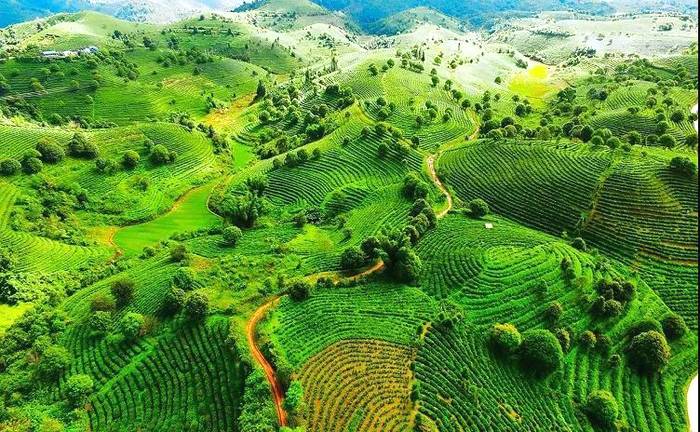 关于突出“勐海味”特色 打造“中国普洱茶第一县”金字招牌的新闻(6)