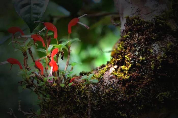 有关于勐海贺开：遇见最美茶园，230余万株古茶树备受“呵护”的最新资讯(9)