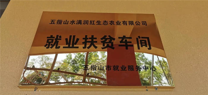 关于海南:五指山茶青大丰收 政企农携手促发展的最新信息(9)