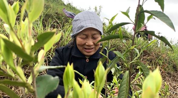 关于八寨新村茶叶后扶产业基地  易迁群众正在采摘春茶的热门信息