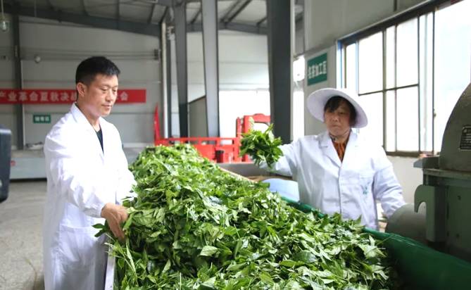 关于1650吨!2000万元!印江22.21万亩茶园迎来丰收的新闻(2)