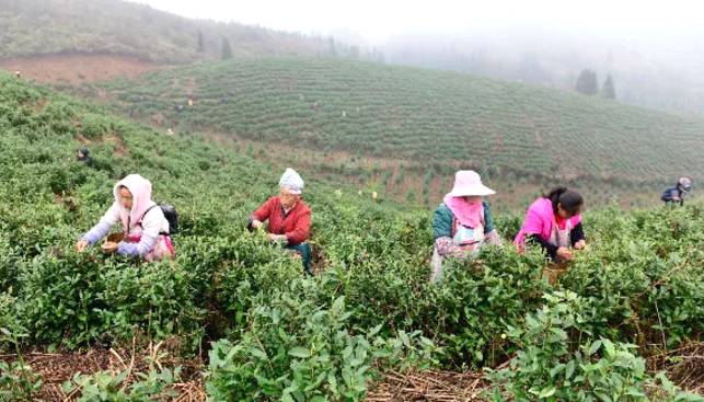 有关于茶园剪影 又是一年采茶季 春色满园盼君来的最新资讯(28)