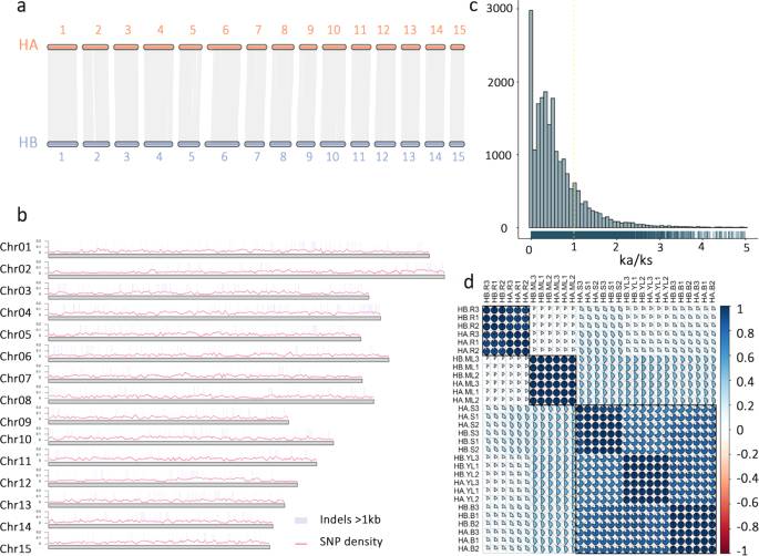 关于叶乃兴教授团队揭示高香优质乌龙茶品种‘黄旦’的单体型和二倍体参考基因组的热门消息(3)