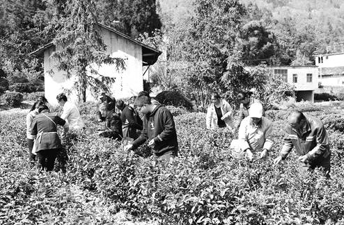 有关于昭通悦乐镇沙坪村村民 春茶采收的大好时节的新闻