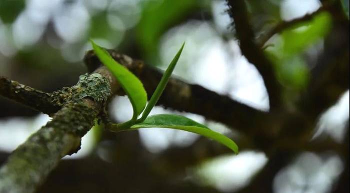 关于古树茶强势回归!2021年云南山头茶价格发布的热门资讯(23)