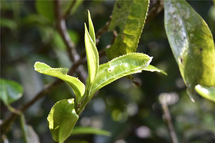 有关于一周热门：2021中国春茶产销形势报告，不同地区如何做好普洱茶存储，第四届中国国际茶叶博览会即将举办的最新消息(1)