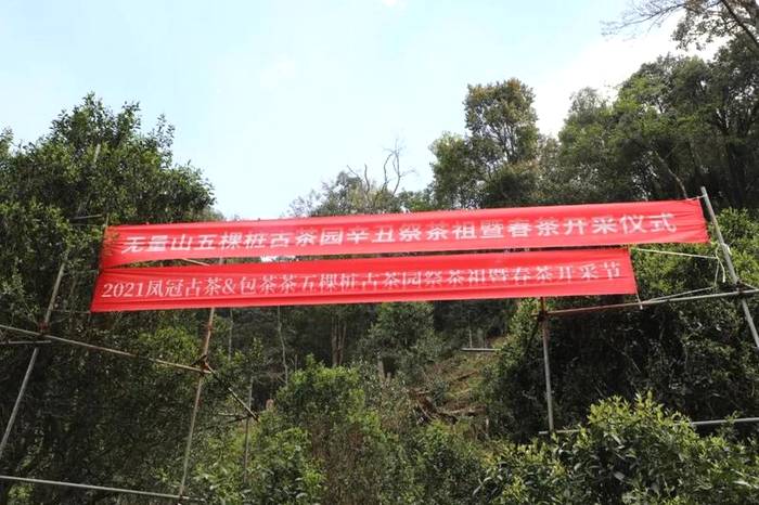 关于2021普洱五棵桩古茶园举行祭茶祖暨春茶开采仪式的信息(1)