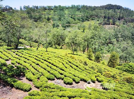 有关于南涧无量山藏茶谷:一片森林一片茶 片片都是生态茶的热门信息