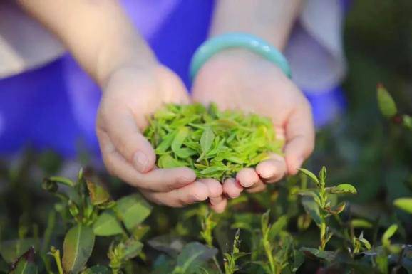 有关于2021日照茶叶交易会如期在北茶小镇举行 的信息(5)