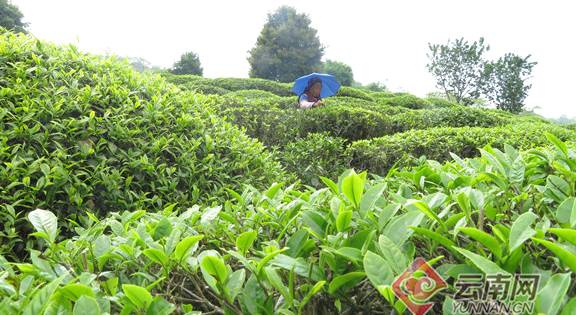 关于红河元阳：茶园进入最佳采摘期 茶农忙采明前第一波春茶的资讯(3)