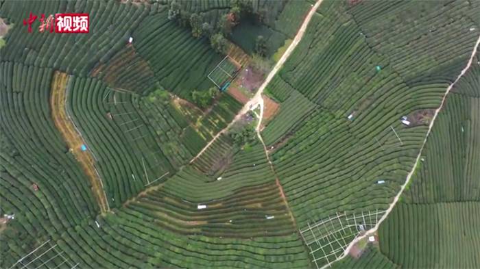 关于西湖龙井春茶季：多方联合避免“天价茶”乱象的热门新闻