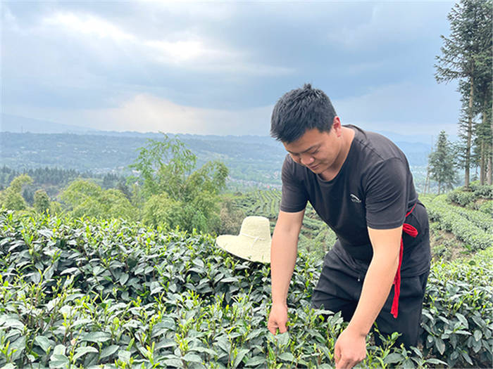 关于雅安种茶小伙姜峰：茶产业让我家过上了好日子的新闻(1)