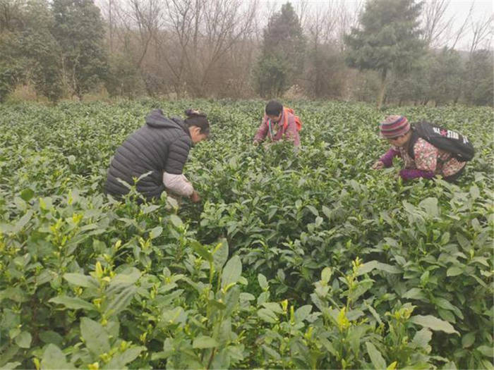关于贵阳清镇市红枫湖镇多家茶企业及茶业合作社春茶开采的新闻