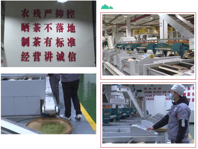 关于雷山县春茶采摘加工正当时，一年一度茶飘香！的热门新闻(7)