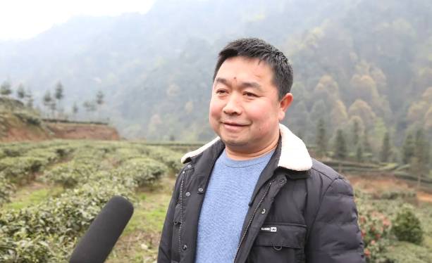 有关于兴隆乡大田村：阳春三月好风光 群众山上采茶忙的最新消息(11)