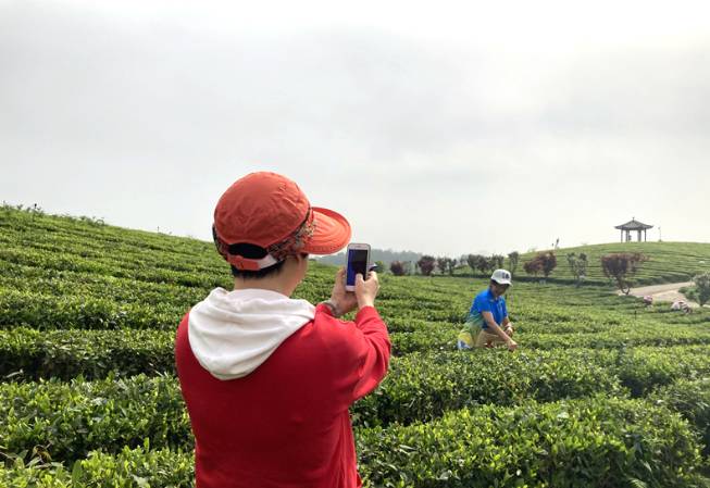 有关于贵州清镇：“茶旅一体”为乡村振兴注入新动能的最新资讯(1)