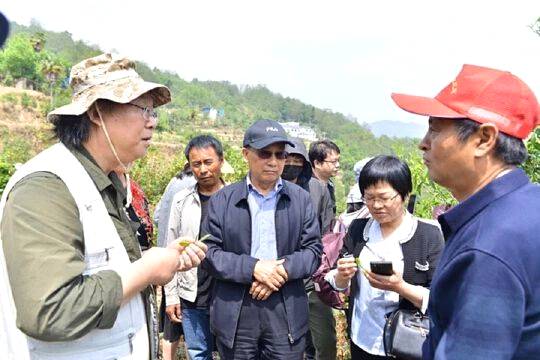 关于国内茶叶专家到云县漫湾镇白莺山古茶园进行科学考察的热门信息(10)