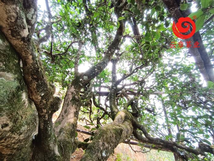 有关于普洱古树春茶发芽简报：大户赛茶园发芽良好，过几天就可以采摘了的热门新闻(5)